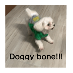 DOGGYBONE