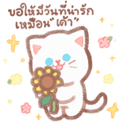 daisy cutie cat