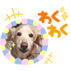 dog cute stamp for raito