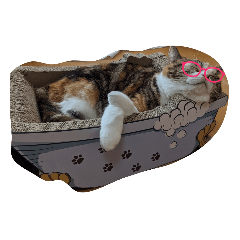 cat_4649