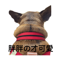 天天耍寶 遠離煩惱