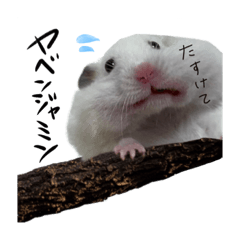 hamster_Benjamin