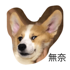 實用の柯基貼圖‪.ᐟ‪.ᐟ