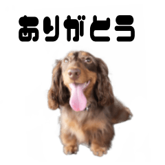 Kaninchen Dachshund Latte Sticker