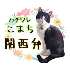 Komachi of a Tuxedo cat!(Kansai)_Modify