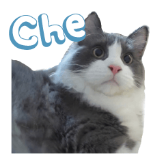 tuxedo cat-Real Che Che