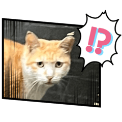 用貓咪做貼圖！