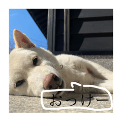 yuzu0804