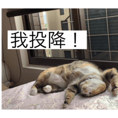 Lin Yu Rui_20220715203340 - LINE スタンプ | LINE STORE