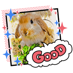 rabbit_20220716110137