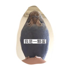 啾啾日常2.0
