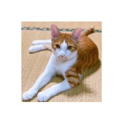 opucat