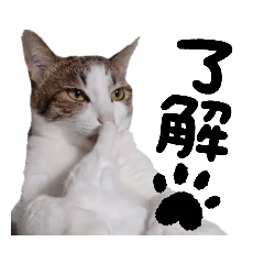 保護猫のジャン君＆芥子ちゃん