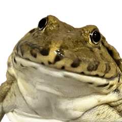 カエル カエル カエル