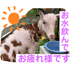 sayuri_20220717035718