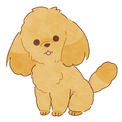 toy poodle_Belle