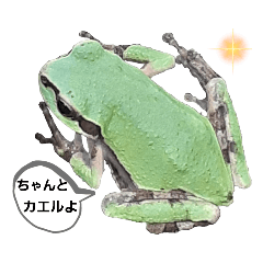 Wild frog 5