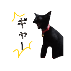 黒猫マメちゃん