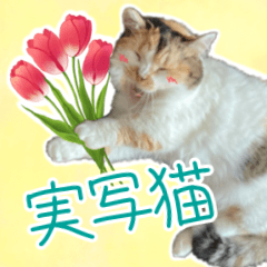 可愛い猫トリオ【三毛&黒&ハチワレ】