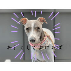 juno_iggy