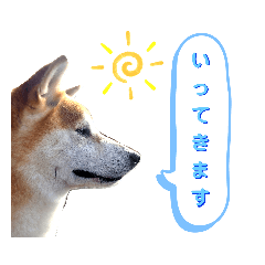 Relaxed Shiba Inu