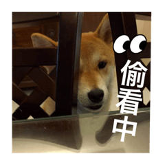 Crazy Shibainu_20220718105331