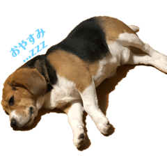 ringo_20220718103106