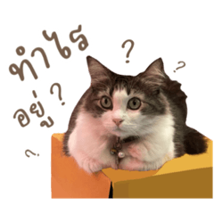 Cream_20220718105824