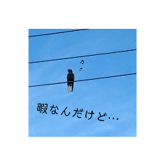 hatopopo_20220718191119