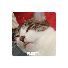 居家破壞王(^._.^)