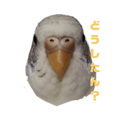 kokoko_20220718203523