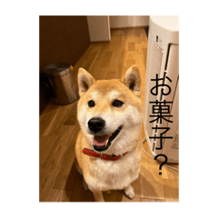 INU_20220718212044