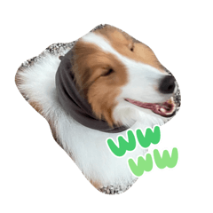sheltie wasabi