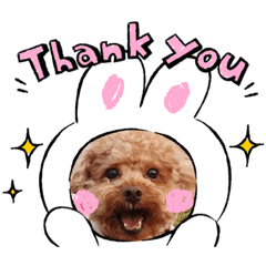 貴賓狗Coco和米克斯牙牙