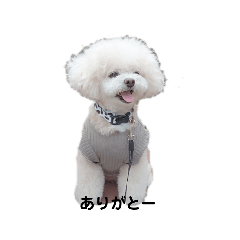 Ringo_20220719051035