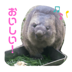 のんびりウォンバットvol.6