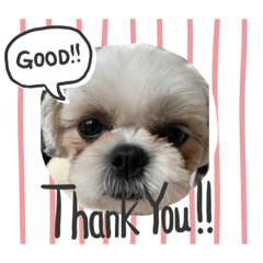 中国語はなしです。