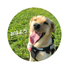 Labrador retriever DANGO