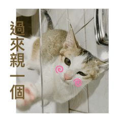 有隻小虎叫咪咪