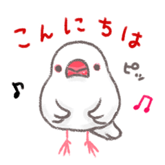 Java sparrow days