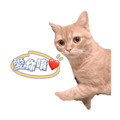 弟弟專屬表情包