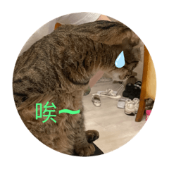 貓貓貓表情包
