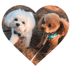 sophie,chabo