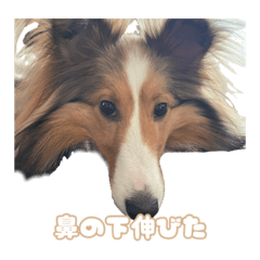Sheltie no coron