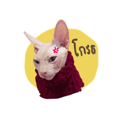 FREDDY THE SPHYNX2