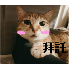 老大老二1