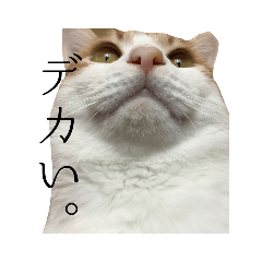 RINGO_20220721174632