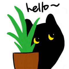 Merlin black cat