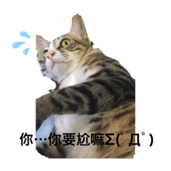 Super cute _cat