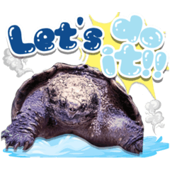 Alligator Snapping Turtle Vol. 909